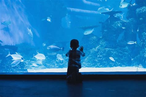 Veterans Day Discounts on Amusement Parks, Zoos and Aquariums.